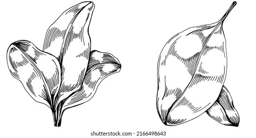 Spinach vector isolated plant with leaves. Herbal engraved style illustration. Detailed organic product sketch.The best for design logo, menu, label, icon, stamp.