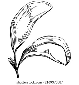 Spinach vector isolated plant with leaves. Herbal engraved style illustration. Detailed organic product sketch.The best for design logo, menu, label, icon, stamp.