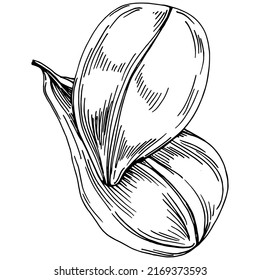 Spinach vector isolated plant with leaves. Herbal engraved style illustration. Detailed organic product sketch.The best for design logo, menu, label, icon, stamp.