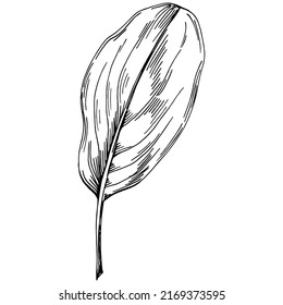 Vector de espinaca planta aislada con hojas. Ilustración de estilo con grabado de hierbas. Esbozo detallado del producto orgánico.El mejor para el diseño logotipo, menú, etiqueta, icono, sello.
