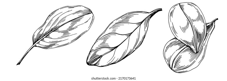 Spinach vector isolated plant with leaves. Herbal engraved style illustration. Detailed organic product sketch.The best for design logo, menu, label, icon, stamp.