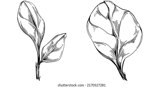 Spinach vector isolated plant with leaves. Herbal engraved style illustration. Detailed organic product sketch.The best for design logo, menu, label, icon, stamp.