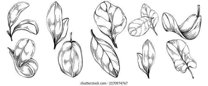 Spinach vector isolated plant with leaves. Herbal engraved style illustration. Detailed organic product sketch.The best for design logo, menu, label, icon, stamp.