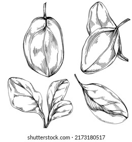 Spinach vector isolated plant with leaves. Herbal engraved style illustration. Detailed organic product sketch.The best for design logo, menu, label, icon, stamp.
