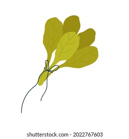 Spinach, vegetable fresh veggie product, organic farm food production vector illustration. Cartoon healthy raw herb, spinach for vegetarian or vegan recipes isolated on white