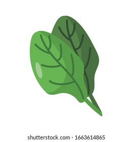 spinach vegetable icon over white background, flat detail style, vector illustration