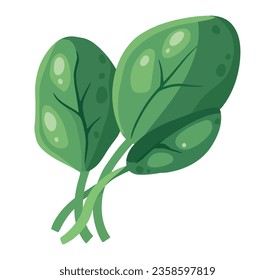 spinach vegetable leaf icon isolated