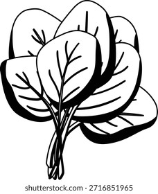 Spinach vegetable mono shadow illustration