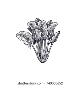 Spinach. Vegetables isolated for kitchen design. Vector illustration of food. Hand drawing style vintage engraving. Black and white.