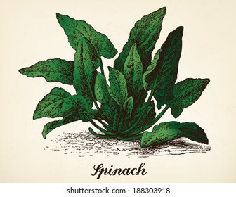 Spinach vintage illustration. Spinach vector image after vintage illustration from Brockhaus' Konversations-Lexikon, 14th edition, Leipzig 1896