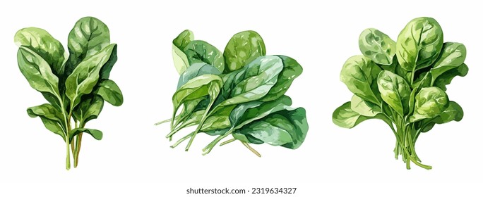Spinach, watercolor painting style illustration. Vector set.