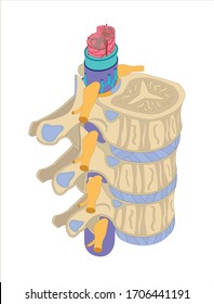Spinal color illustration on a white background