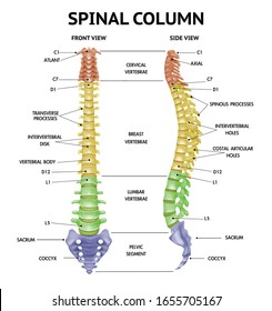 Spinal Column Anatomy Side Front Views Stock Vector (Royalty Free ...