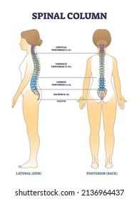 Spinal column bones and anatomical spinal backbone structure outline diagram. Labeled educational scheme with cervical, thoracic, lumbar and sacral sections in human skeleton vector illustration.