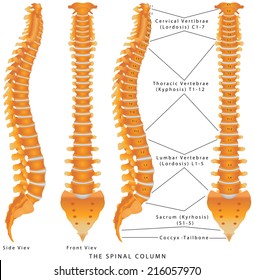 Spinal Chart Discs