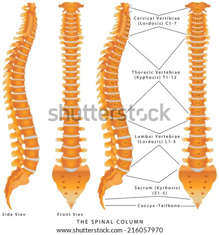 The Spinal Column. The Spinal Column Diagram. Human spine from side and back with intervertebral discs marked. Vertebral column - including Vertebra Groups ( Cervical, Thoracic, Lumbar, Sacral )