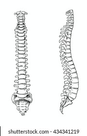 The spinal column of human body