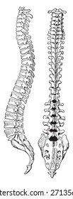 The spinal column of human body, vintage engraved illustration.