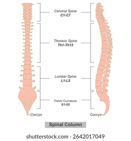 Spinal column also known as the spine or backbone is a crucial part of the human skeleton.It's providing support and protection for the spinal cord. Medical health care, Vector illustration.