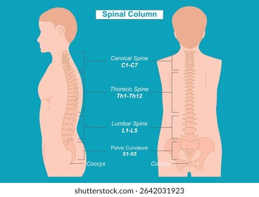 Spinal column also known as the vertebral column, spine or backbone, is the core part of the axial skeleton in vertebrates.Medical health care, Vector illustration.