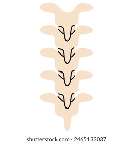 Spinal cord 2 on a white background, vector illustration.