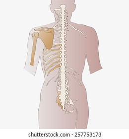 spinal cord  
