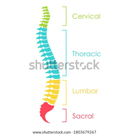 Spinal cord anatomical scheme, vector illustration on white background