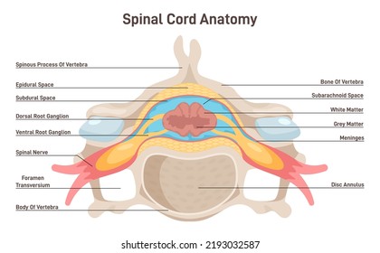 Spinal cord anatomy. Vertebra cross section anatomical structure. Grey and white matter, spinal nerve, vertebral body, foramen. Flat vector illustration