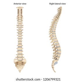 spinal cord anterior and right lateral view vector