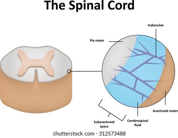 Spinal Cord Cross Section Stock Illustration 312573491