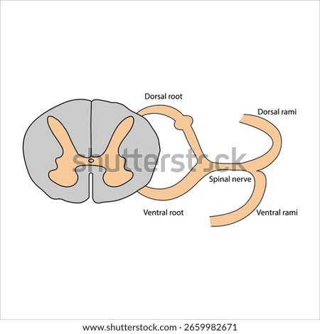 Spinal Cord Cross-Section and Spinal Nerves	