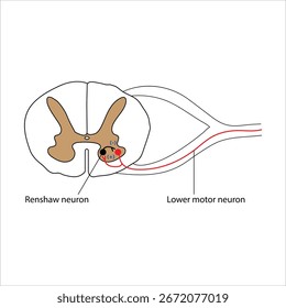 Sección transversal de la médula espinal con la neurona de Renshaw y la neurona motora inferior