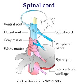 spinal cord diagram. Central nervous system