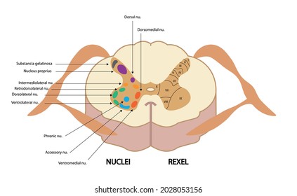 Spinal Cord gray matter reference systens for nuclear division regions. Nuclei and Rexed’s Laminae. Spinal Cord Cross Section.