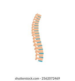 Spinal Cord, Human Body Part Illustration