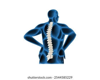 Spinal cord human part skeleton. Spinal Cord Vertebral Column of Human Skeleton System. Spinal Cord and Vertebral Column Anatomy – Human Skeleton System Illustration of Spinal Cord and Vertebrae