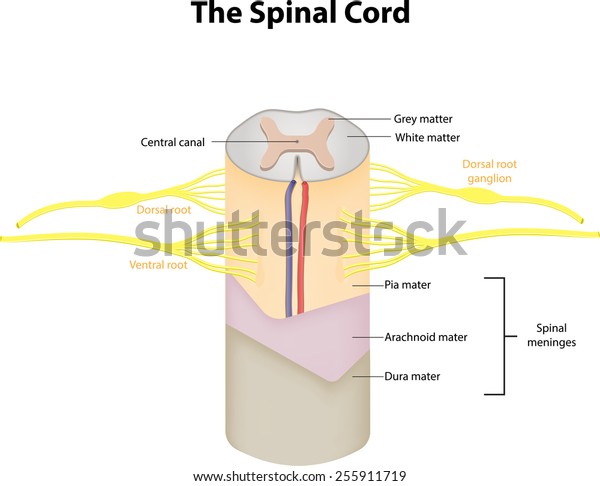 Spinal Cord Labeled Diagram Stock Vector Royalty Free 255911719