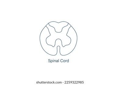 Spinal cord line icon vector illustration