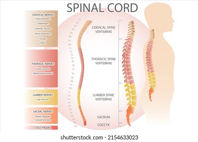 Spinal cord. Medical vector illustration.