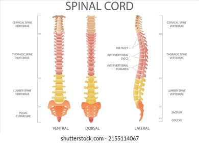 Spinal cord. Medical vector illustration.