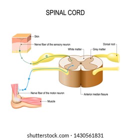 Spinal Cord. Reflex Arc (neural Pathway). Vector Illustration For Biological, Medical, Education And Science Use