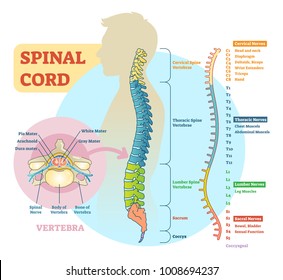 Spinal Nerves Function Chart