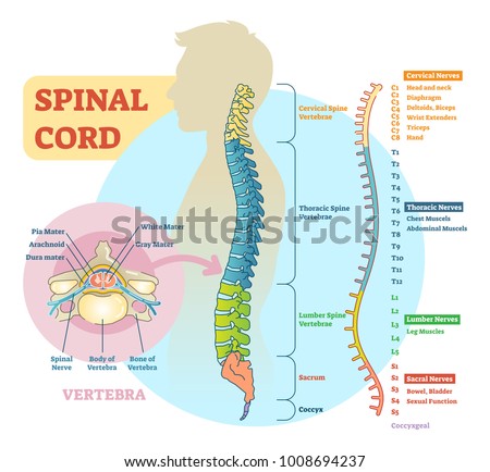 Spinal cord schematic diagram with all sections - cervical spine, thoracic spine, lumber spine, sacrum, coccyx. And diagram of vertebra.  