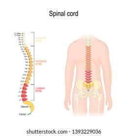 Spinal cord. sections of vertebral column: cervical, thoracic, and lumber spine, sacrum and coccyx. Human silhouette with backbone, intervertebral discs, hip bones and joints. Vector diagram