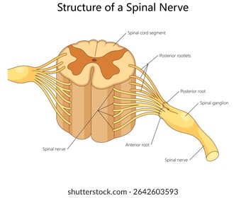 segmento da medula espinhal com partes marcadas, incluindo raízes anteriores e posteriores, gânglios e nervos espinhais diagrama de ilustração vetorial esquemática desenhada à mão. Ilustração educacional de ciências médicas