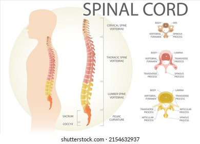 Spinal cord. Structure of spine segments. Medical vector illustration.