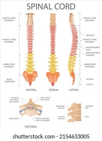 Spinal cord. Structure of spine segments. Medical vector illustration.