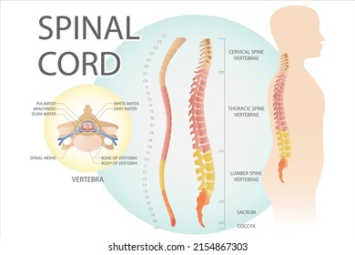 Spinal cord. Structure of spine segments. Medical vector illustration.