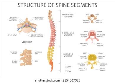 Spinal cord. Structure of spine segments. Medical vector illustration.