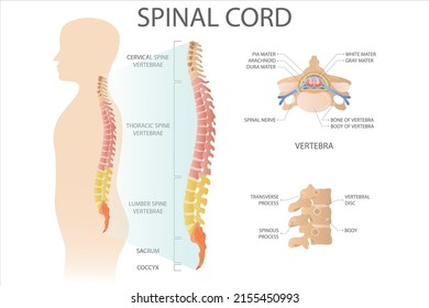 Spinal cord. Structure of spine segments. Medical vector illustration.